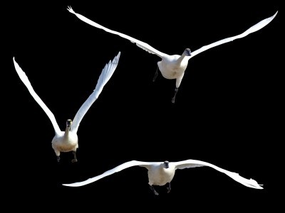 Flying birds