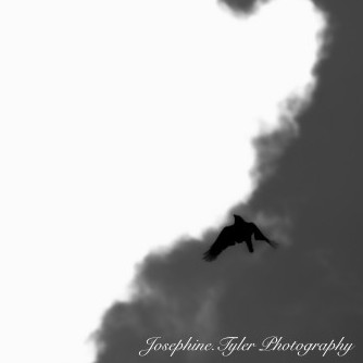 JosephineTyler's avatar