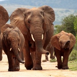 Elephant_carer's avatar